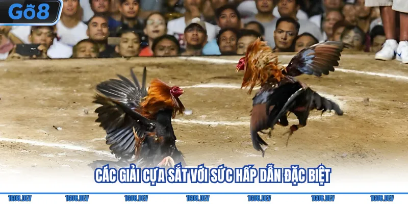 Các giải cựa sắt với sức hấp dẫn đặc biệt