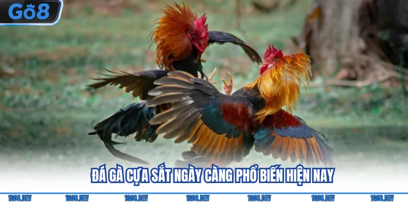 Đá gà cựa sắt ngày càng phổ biến hiện nay