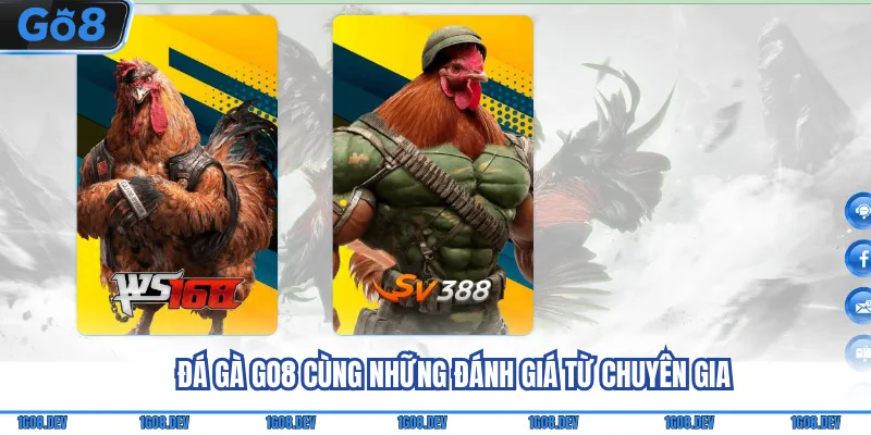 Đá gà Go8 cùng những đánh giá từ chuyên gia