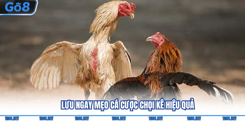 Lưu ngay mẹo cá cược chọi kê hiệu quả