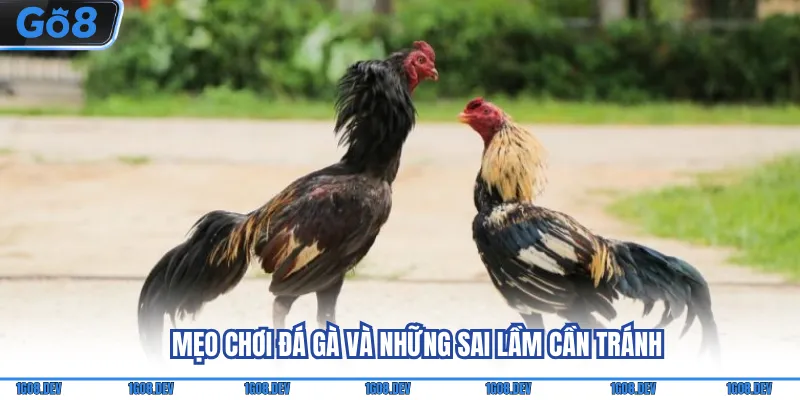 Mẹo chơi đá gà và những sai lầm cần tránh