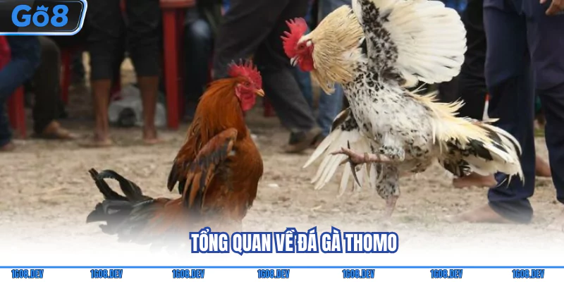 Tổng quan về đá gà Thomo